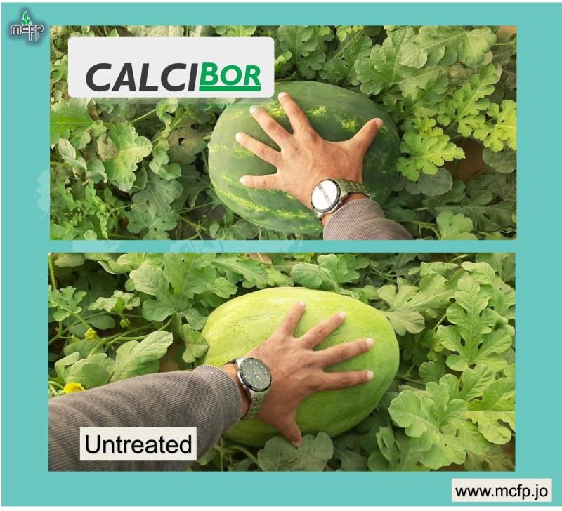 The efficiency of Calcibor on watermelon.
